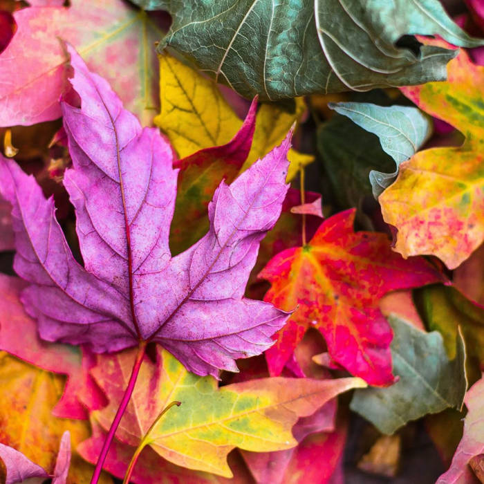 Poesías otoño en inglés para niños, Poems about the Fall Season, Autumn Poems for Kids