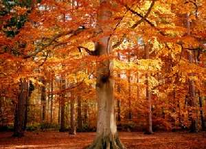 Otoño - Autumn - Fechas Especiales Otoño - Autumn - Fechas Especiales