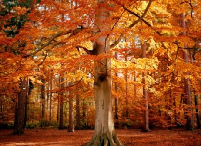 Otoño - Autumn - Fechas Especiales