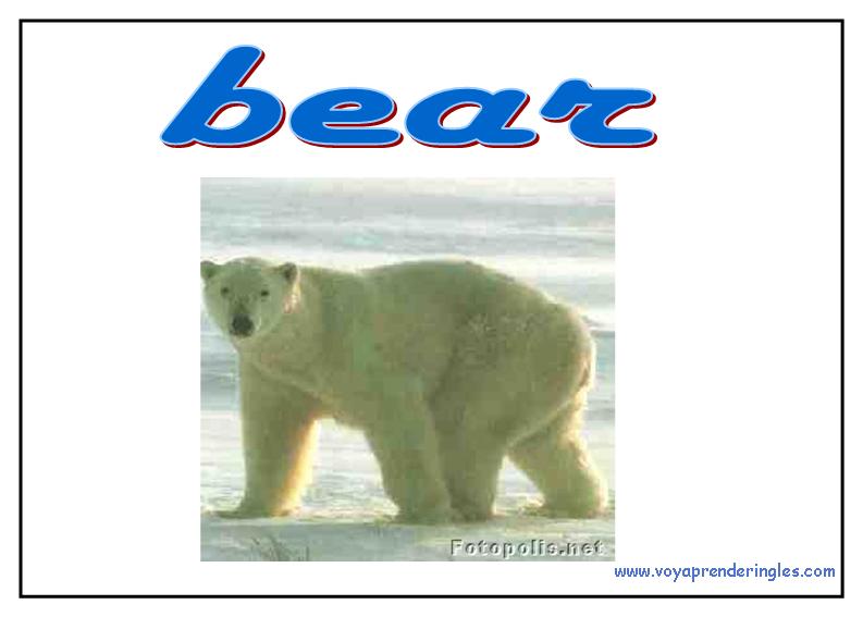 03 animals animales