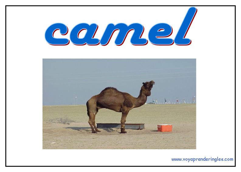 06 animals animales