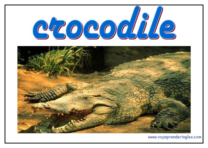 11 animals animales