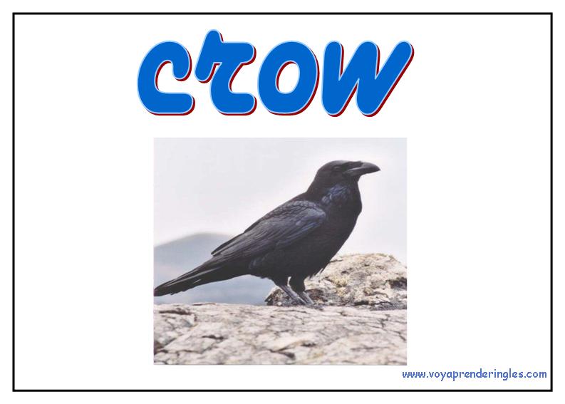 12 animals animales