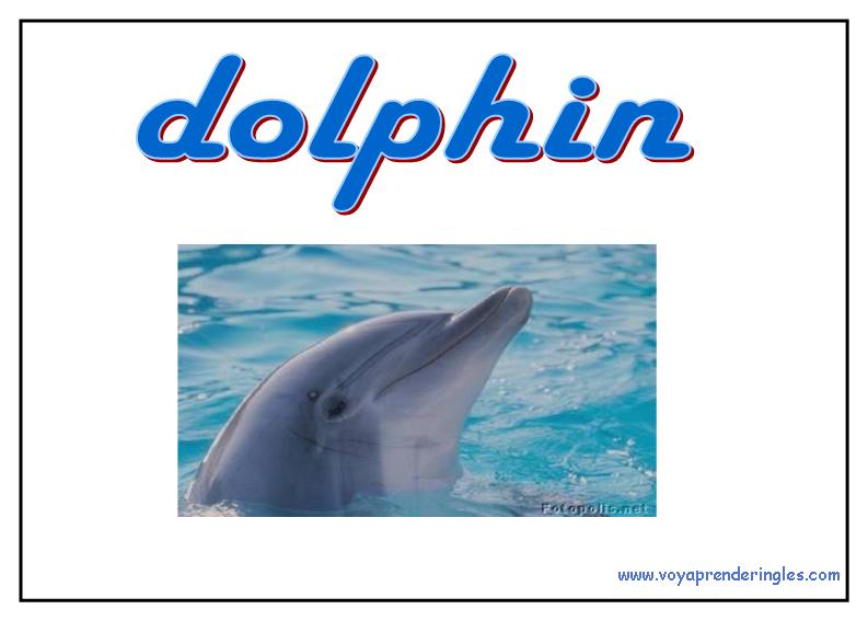 15 animals animales