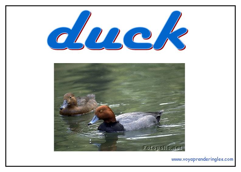 18 animals animales