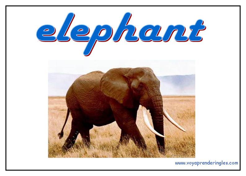 20 animals animales