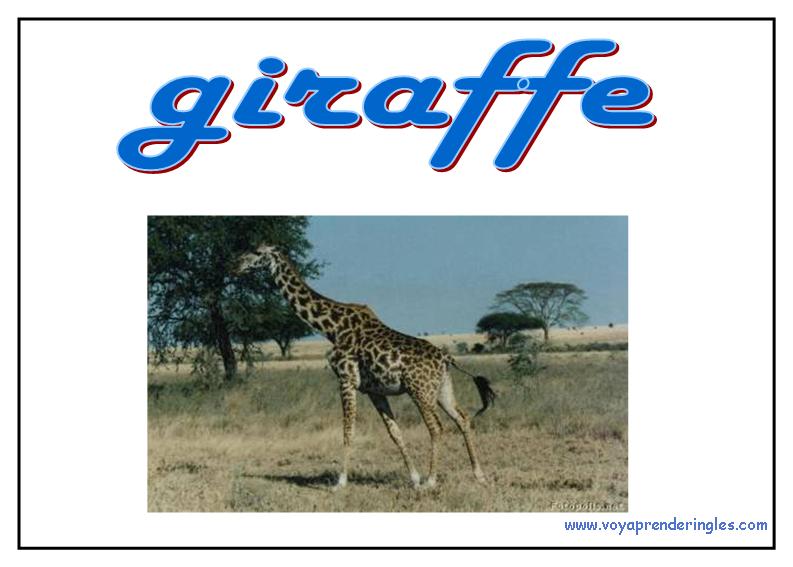 22 animals animales