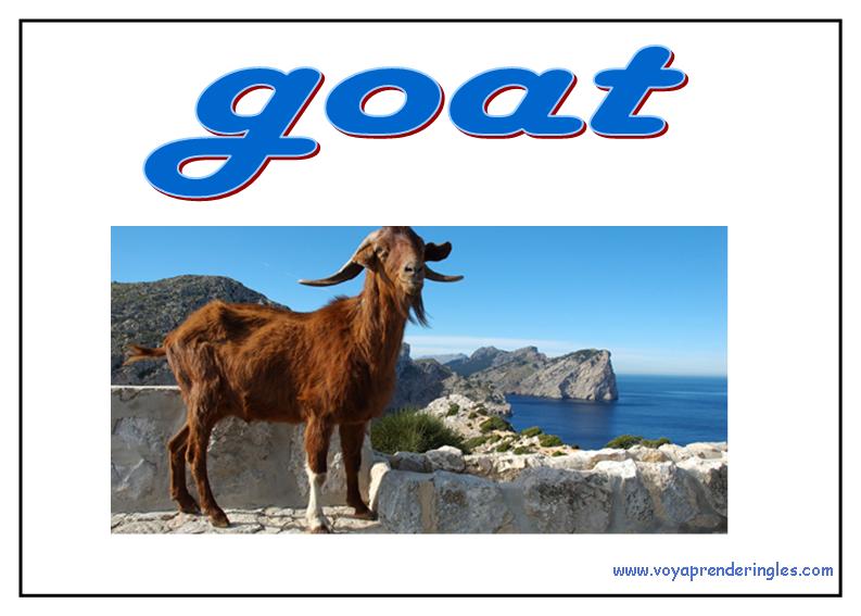 23 animals animales