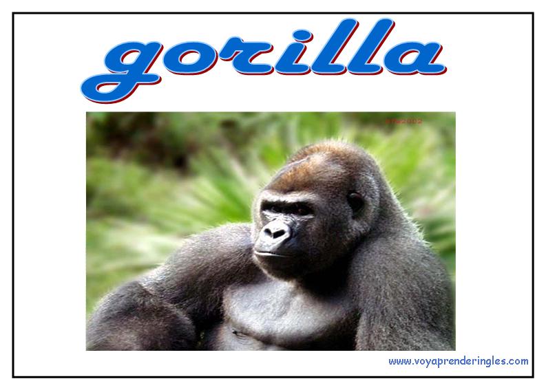 24 animals animales