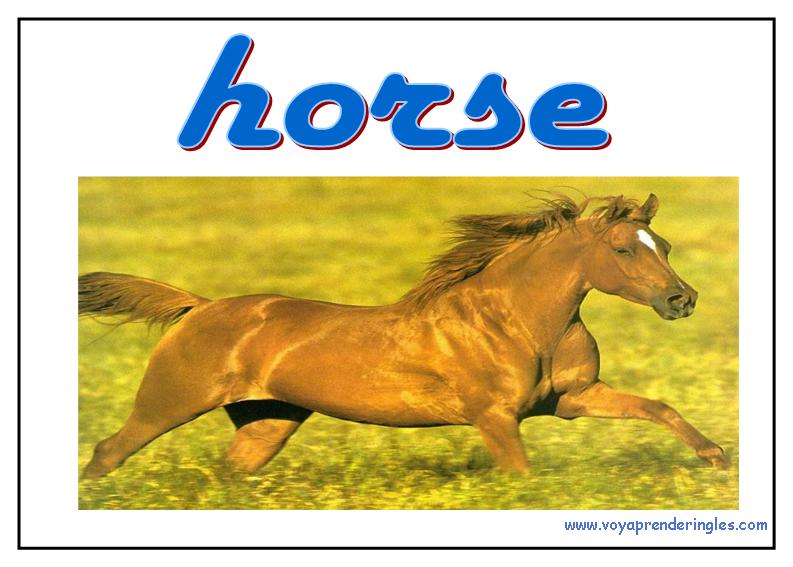 28 animals animales