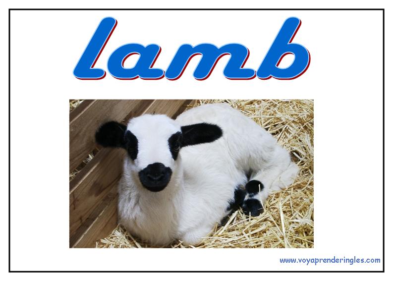 30 animals animales