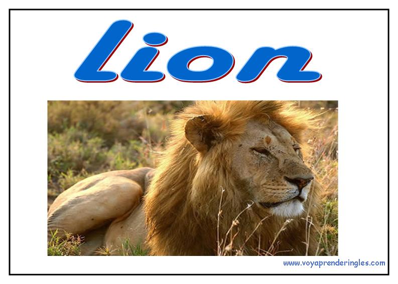 32 animals animales