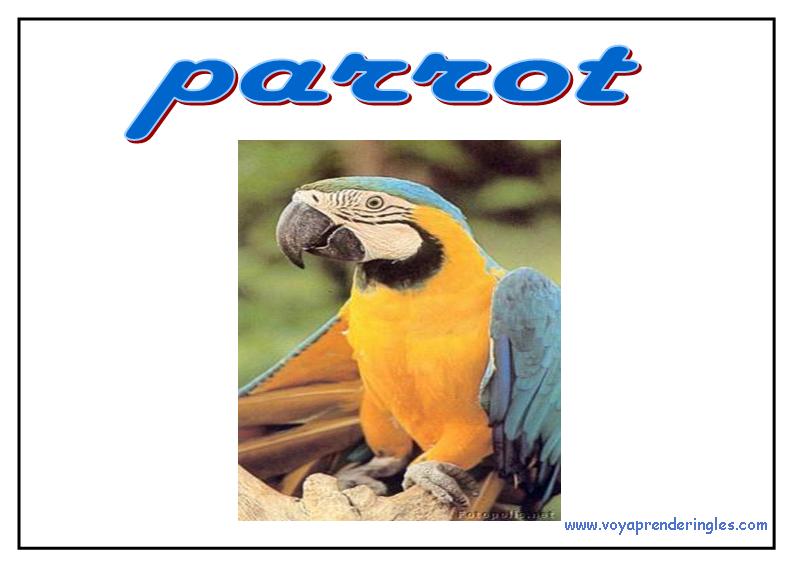 34 animals animales