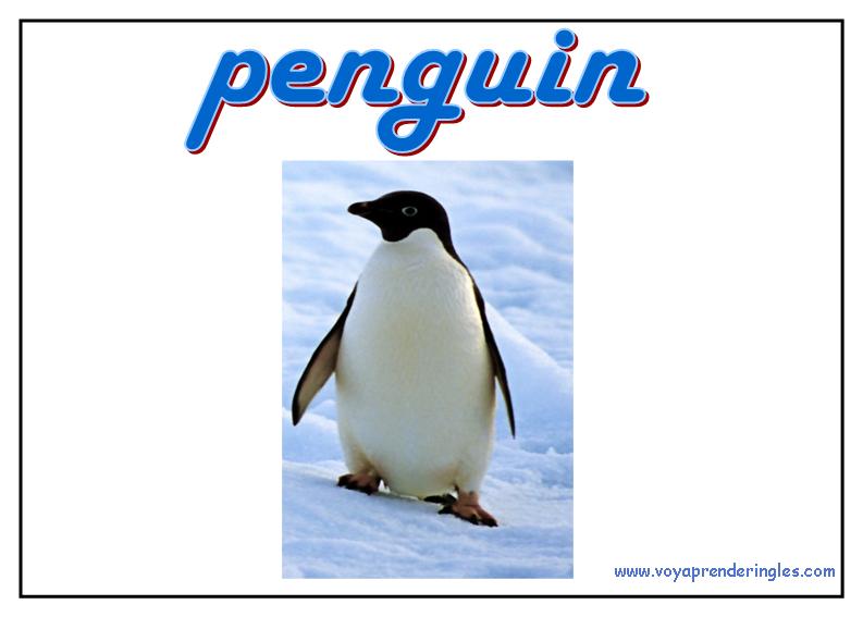 35 animals animales