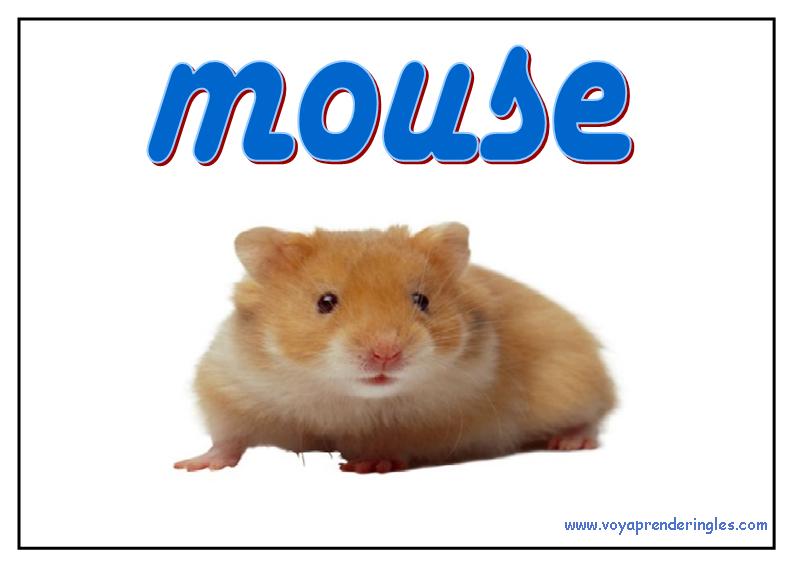 39 animals animales