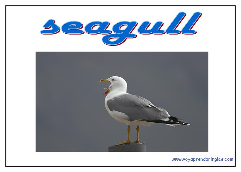 40 animals animales