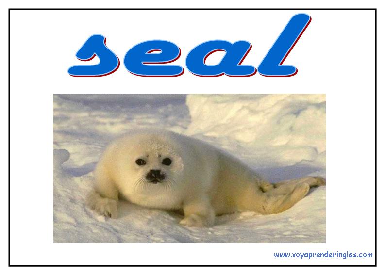 41 animals animales