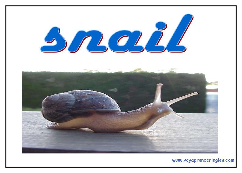 42 animals animales