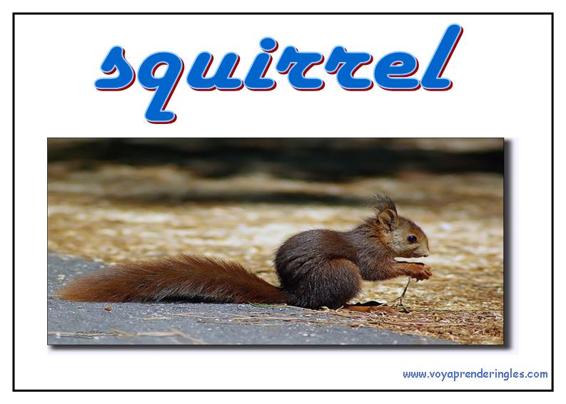 44 animals animales
