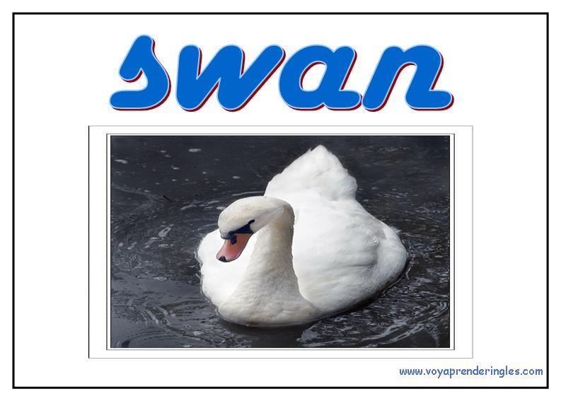 46 animals animales