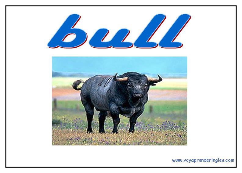 48 animals animales