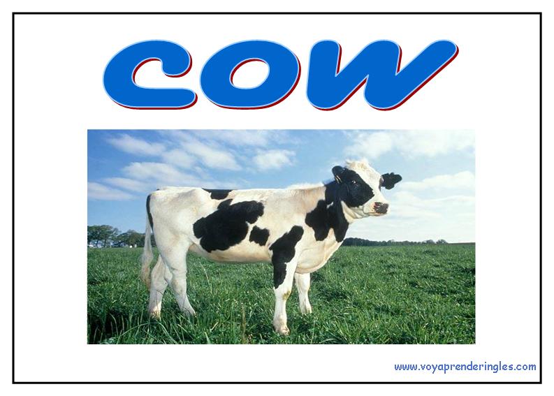 50 animals animales