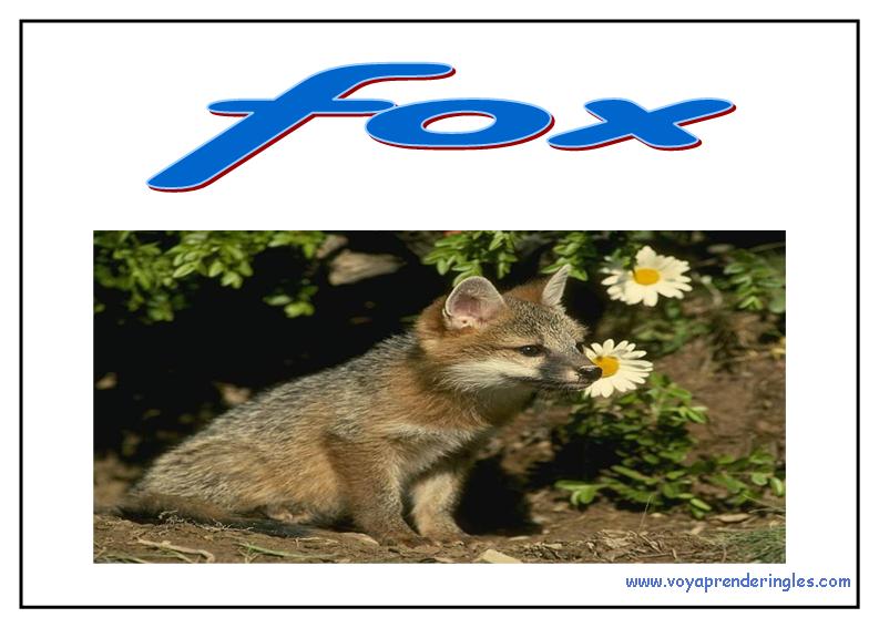 52 animals animales