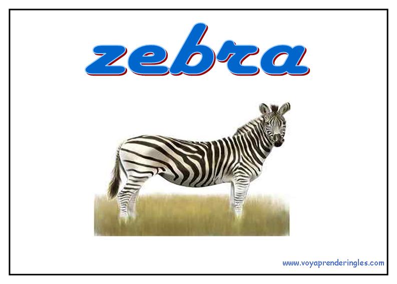 53 animals animales