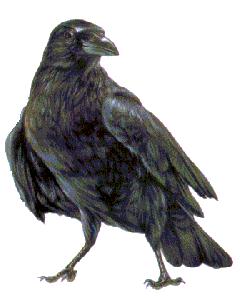 The Vain Crow - El Cuervo Vanidoso