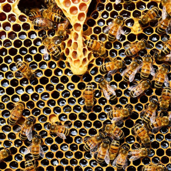 Poems about bees, Poesías en inglés sobre abejas, Poesías en inglés animales