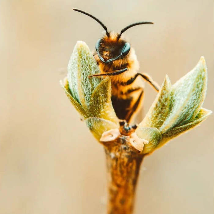 bees, stories about bees,, cuentos sobre abejas en inglés