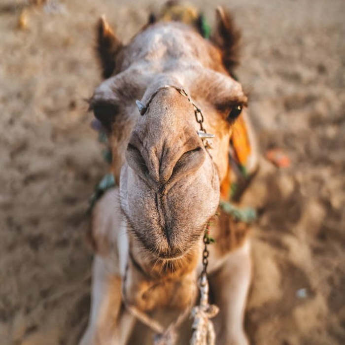 ¿Cómo pronunciar bien el inglés gratis? - The camel without a rope - Stories for Reflection, stories, tales, Stories in English for reflection