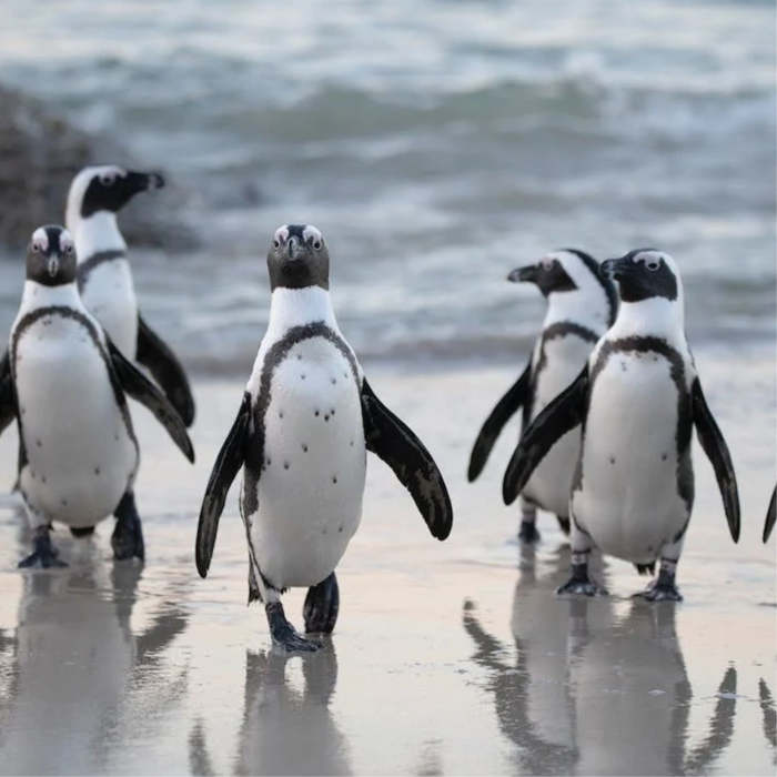 penguins, penguins stories, penguins tales, cuentos sobre pingüinos en inglés