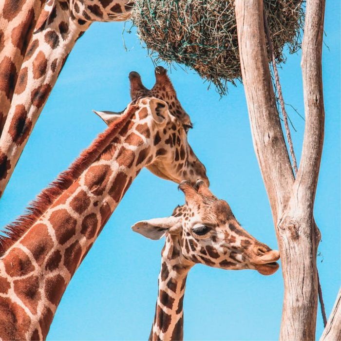 tales Giraffes, stories Giraffes, cuentos sobre jirafas en inglés