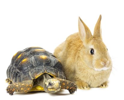 The Hare and The Tortoise