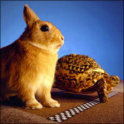 The Hare and the Tortoise - La Liebre y la Tortuga