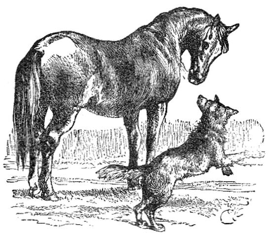 The Horse and the Wolf - El Caballo y el Lobo