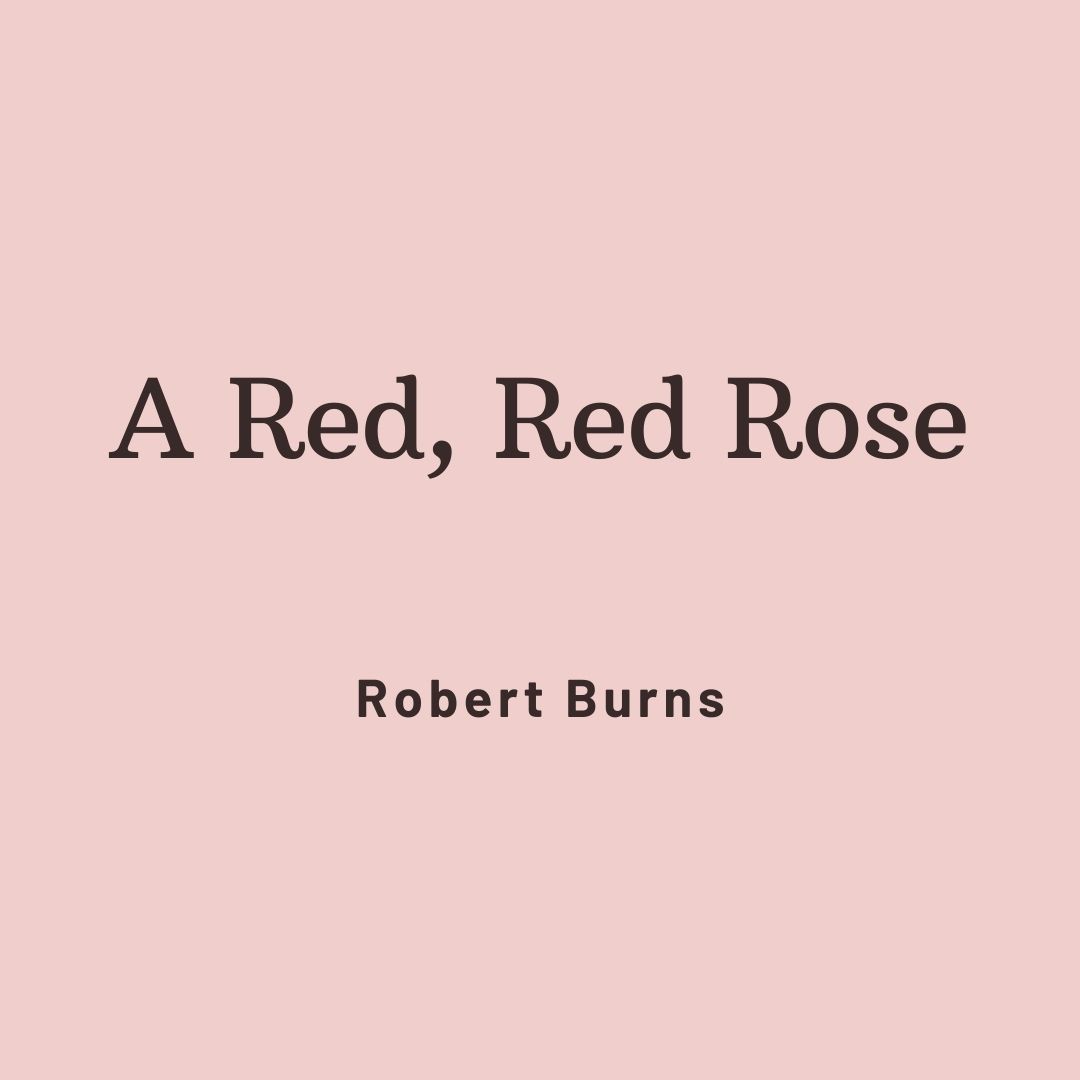 Valentine's Day - A Red, Red Rose - Robert Burns