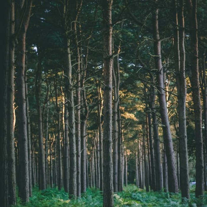 The best poems about forests, poemas sobre los bosques en inglés
