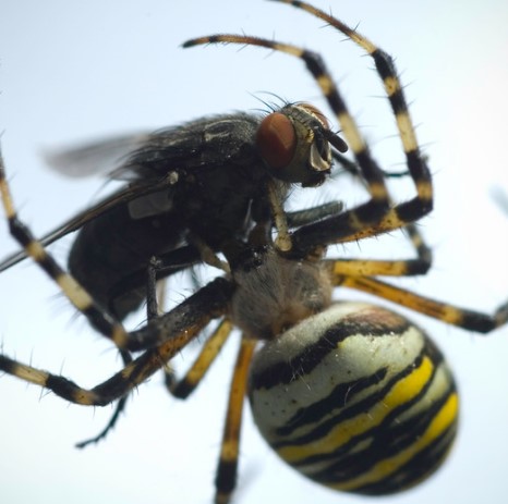 The Spider and the Fly, Halloween Poems for Kids