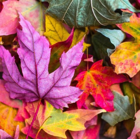 Autumn song - Canciones para Niños en Inglés