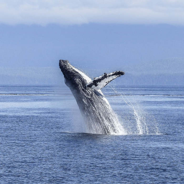 International Whale Day WorldWhaleDay WhaleDay