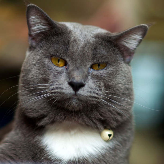 Ailurophobia: why are some people afraid of cats?