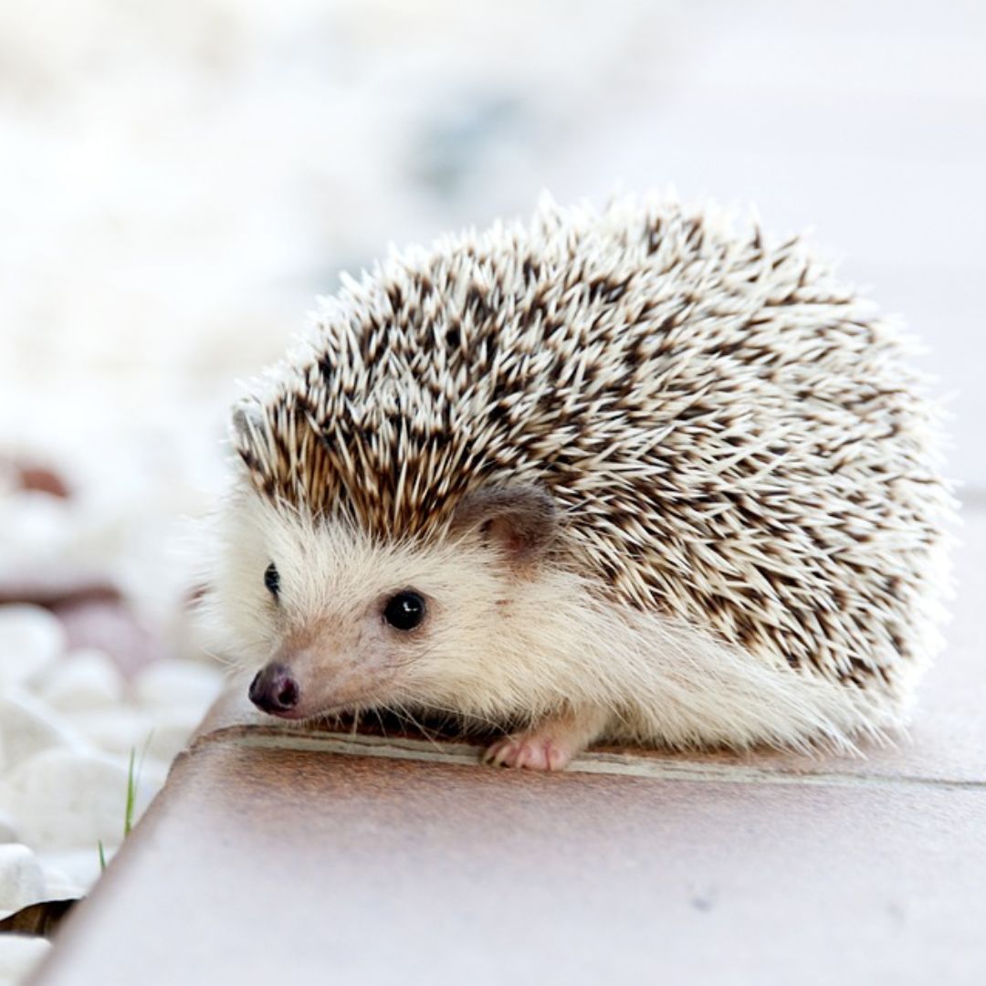  What is World Animal Day? Why is World Animal Day celebrated?