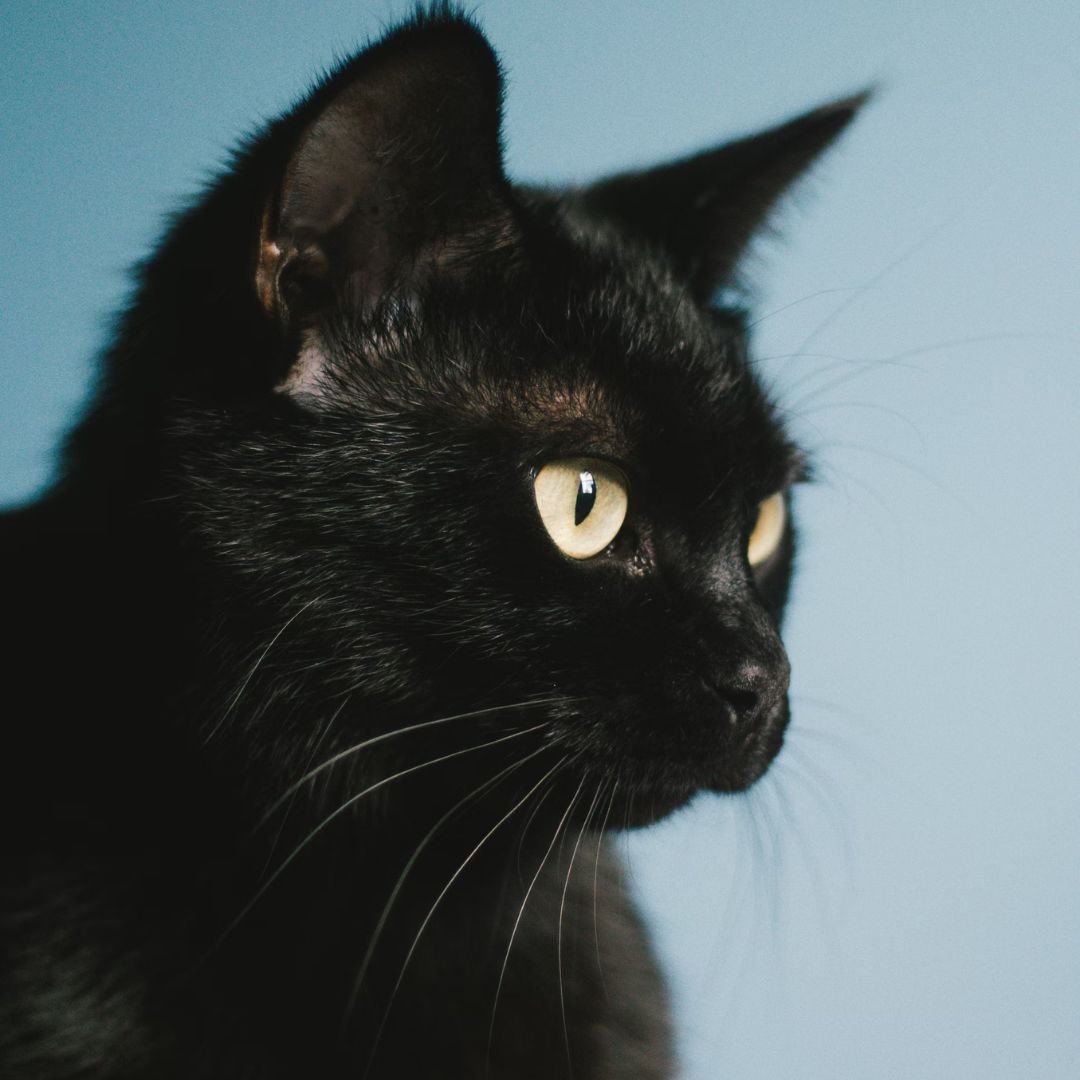Black Cats: Beyond the Halloween Superstition