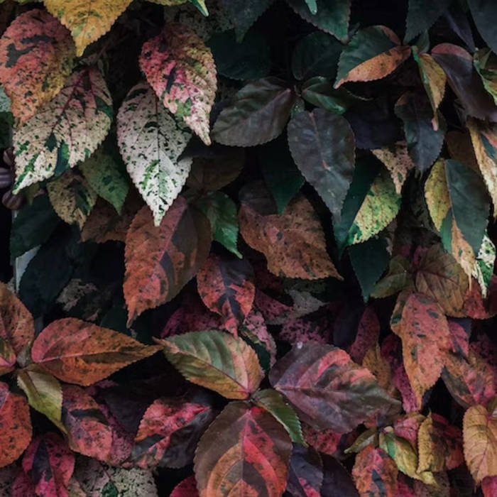 Autumn Leaves: Nature's Colorful Magic