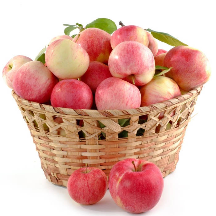 A Guide to Seasonal Harvesting