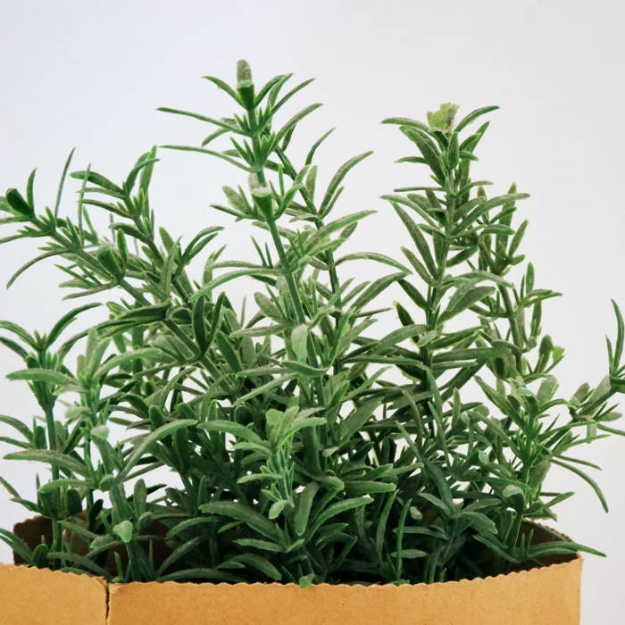 Spooky Spells and Rituals with Halloween Herbs