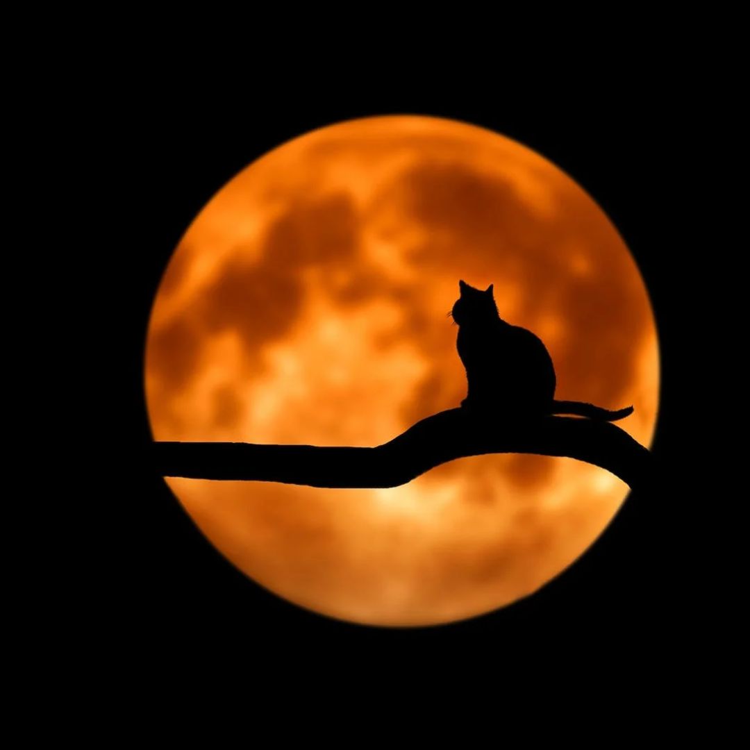 Halloween Myths: Separating Fact from Fiction