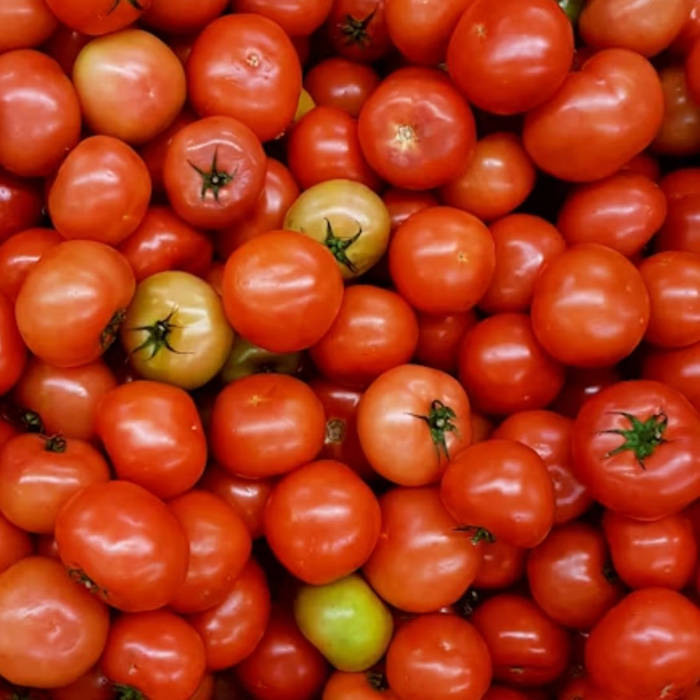La Tomatina, festival, Spain, Buñol, tomato fight, Valencia, tradition